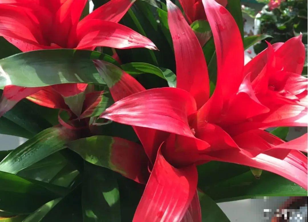 5种花就是一次性，开完花就扔，别浪费时间！