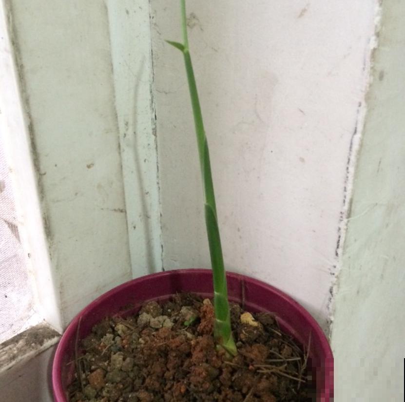 晚饭里的姜丝能不能吃？答案很重要，不能乱吃！