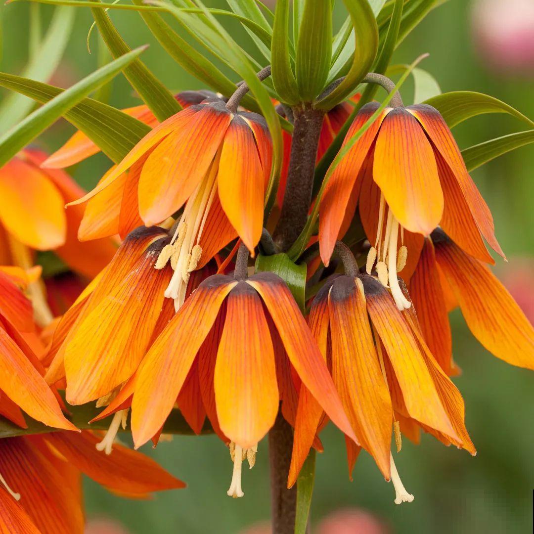 花市10块钱买的花，开花之后身价倍增，真赚了！