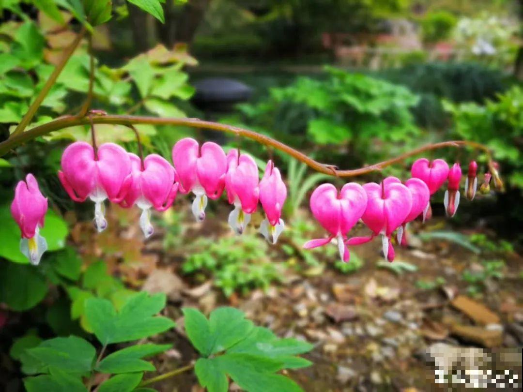 21种牛气花，来给你拜年啦~