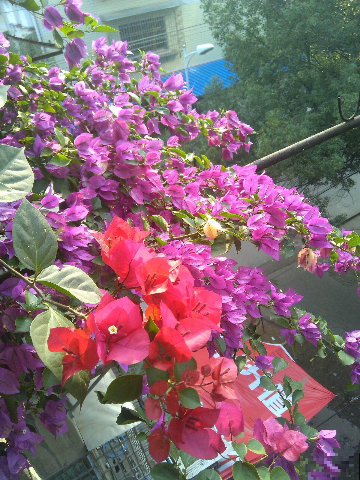 三种花不适合新手，有些养护经验的人比较适合养，开花超美