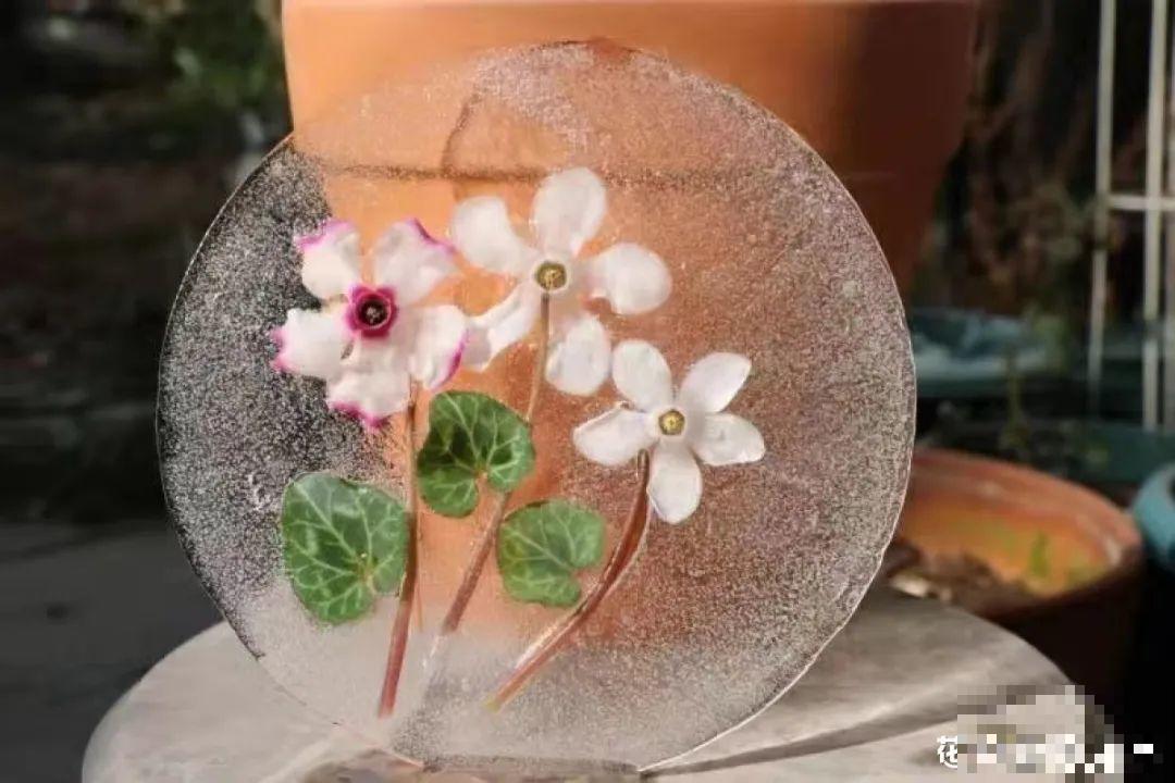 水里摆上花朵，室外冻一冻，简直美翻了！