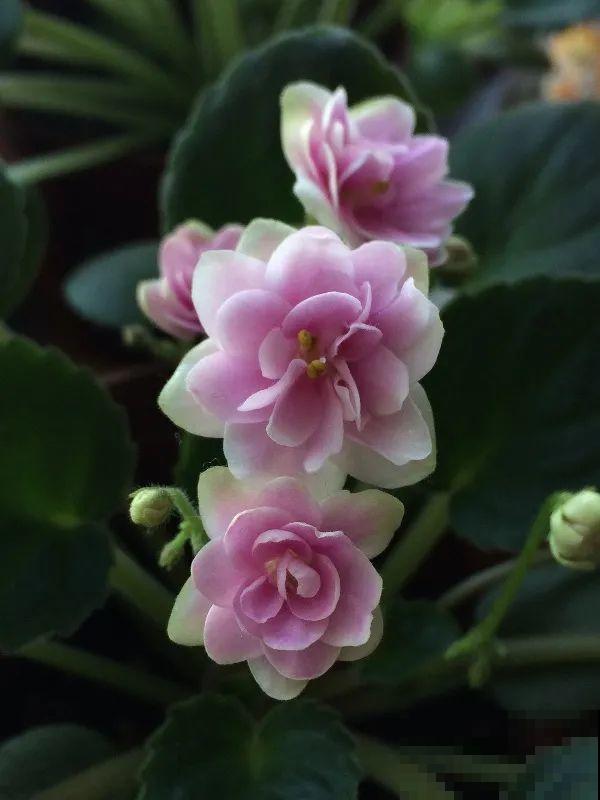 16种高颜值花，冬天耐寒不娇气，新手也能养爆盆