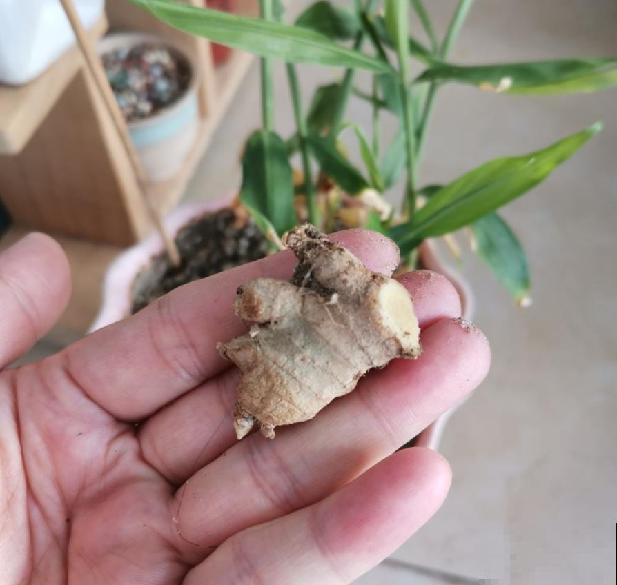 蔬菜不能乱吃，这4种菜很危险，看到就赶紧扔，别舍不得！