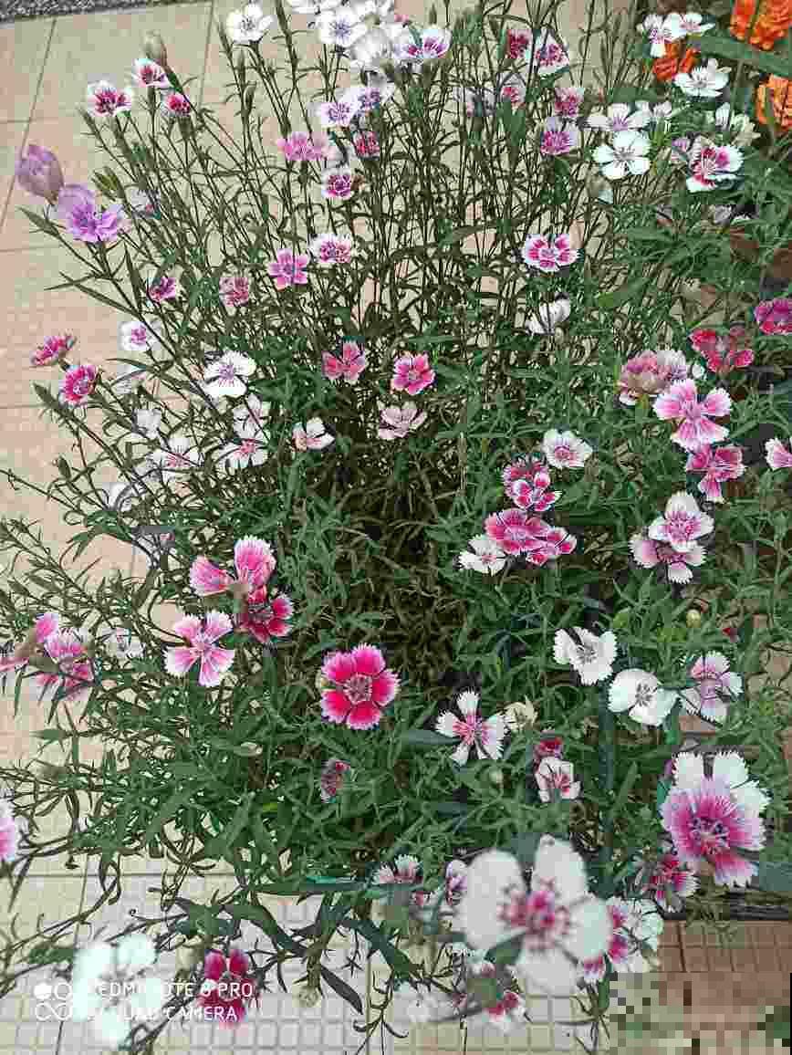 泡沫箱有大用，爱养花的人要留好它，扔掉就是扔钱！