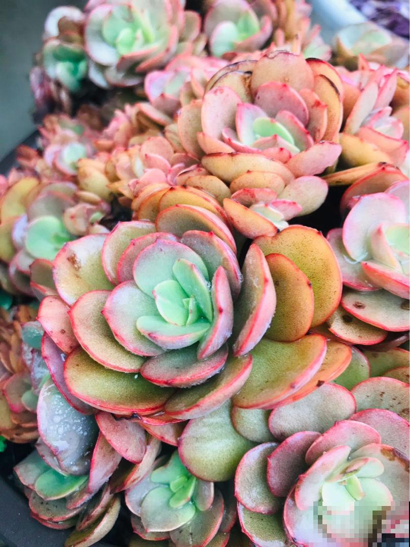 多肉冬天冻一冻，颜色就变成了调色盘，好看极了！