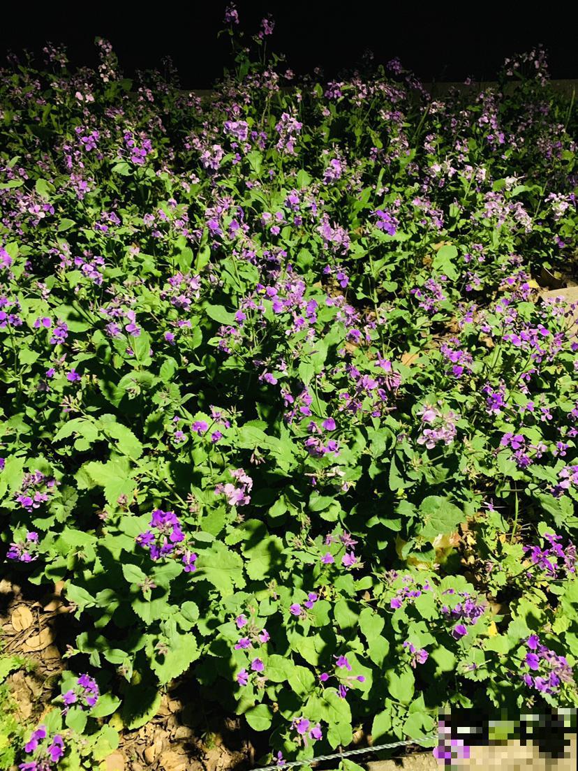 有院子要好好规划，赶上春天来之前，种花正合适