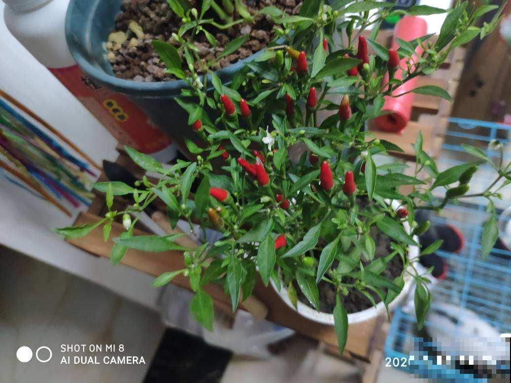 辣椒要选对，4种辣椒特香，越吃越想吃