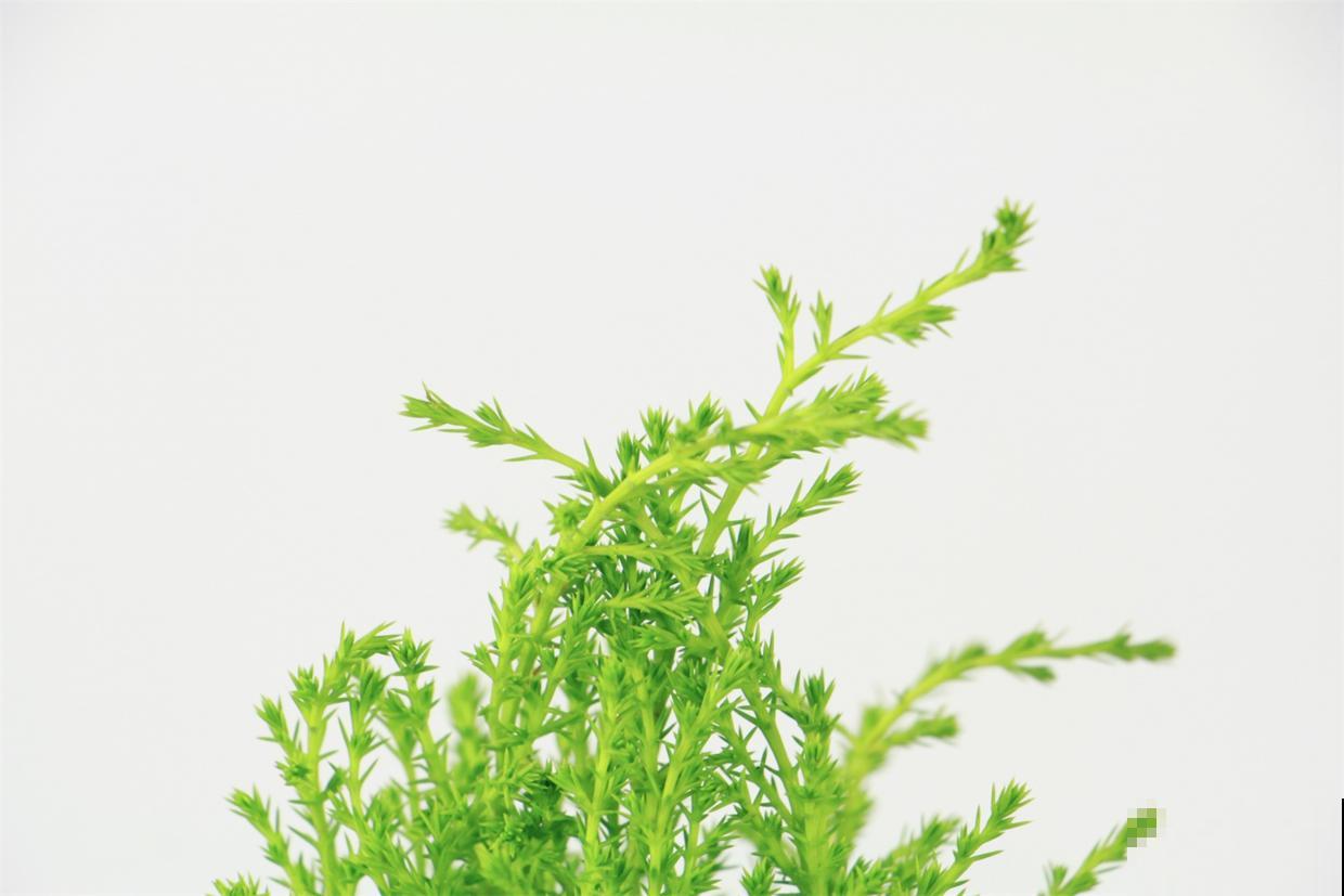 高颜值的香松，家里养上一盆，助眠效果超级好！