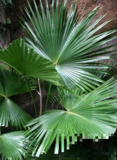 散尾葵是“天然加湿器”，叶子油绿，清新养眼！