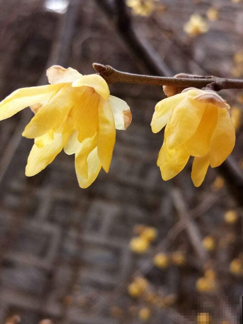超耐寒的6种花，冬越冷开花越多，就适合冬天养
