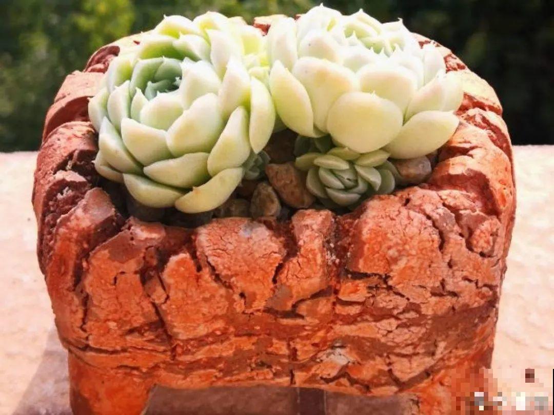 寒潮过后,多肉美出天际,颜色鲜艳明亮,真馋人! 寒潮过后,多肉美出天际,颜色鲜艳明亮,真馋人!