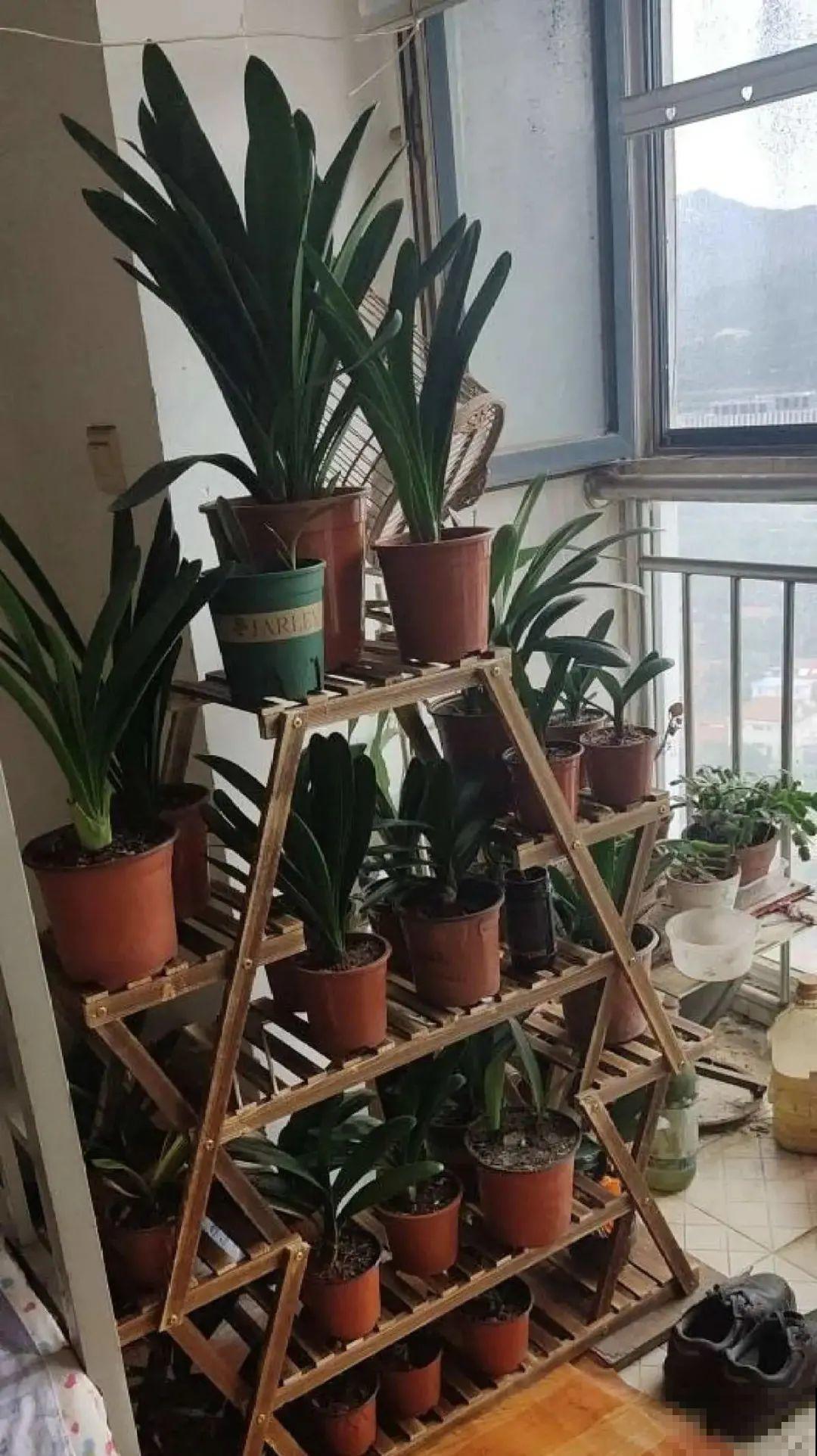 冬天太冷，花要及时保暖，才能安全越冬