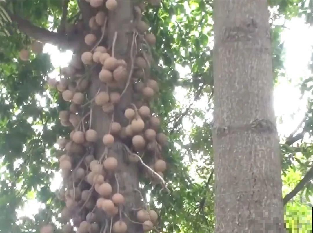 听说有的花能吃人,听着都害怕,是真的吗? 听说有的花能吃人,听着都害怕,是真的吗?