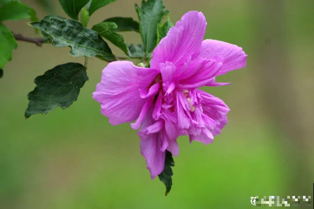 零下20℃，冻不死的花，不用搬进屋！