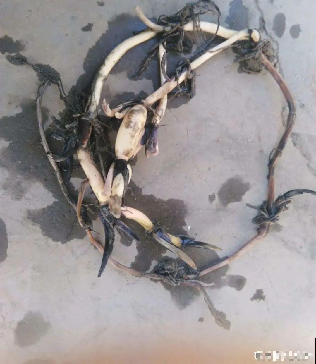 春天给花分株，1盆变成多盆，很快爆盆