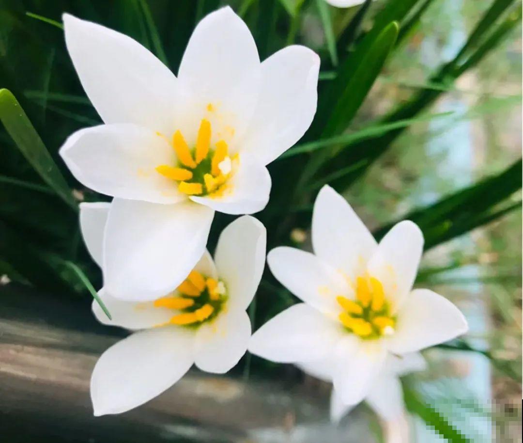 花长得像蔬菜，那也不能吃，有毒的！