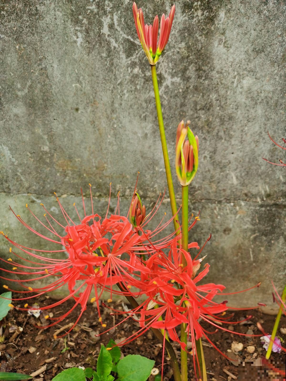 两种花，名字听起来吓人，开花却美翻了，养一次就上瘾