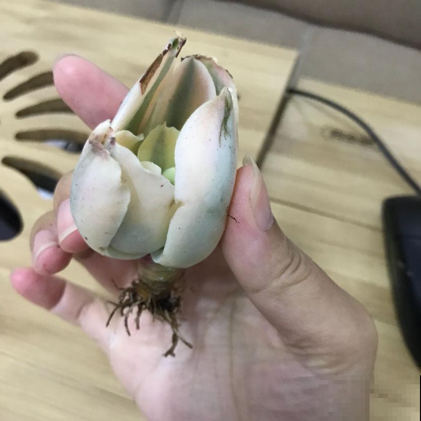 刚买的多肉，根部剪一刀，才能越长越旺盛