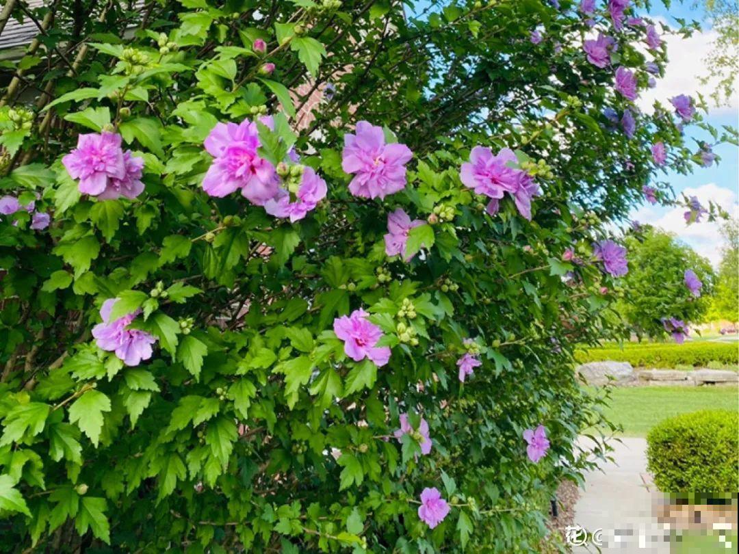 16种花，能养成传家宝，养个几十年没问题