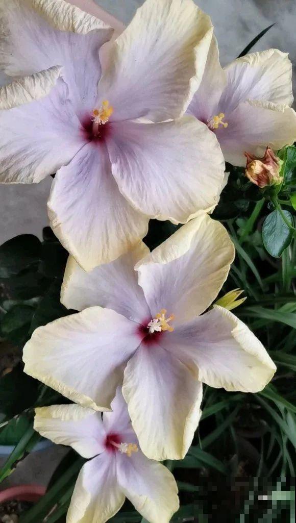 花市10块钱买的花，开花之后身价倍增，真赚了！