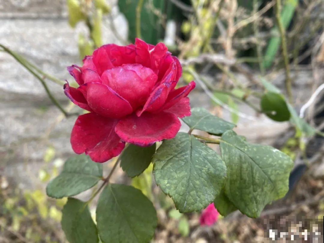 月季12个月计划表，按照这个养，大花墙不是梦！