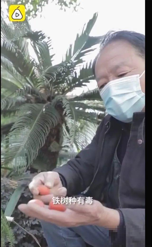 医院铁树结果，却被摘走30颗，园丁师傅吓坏了！