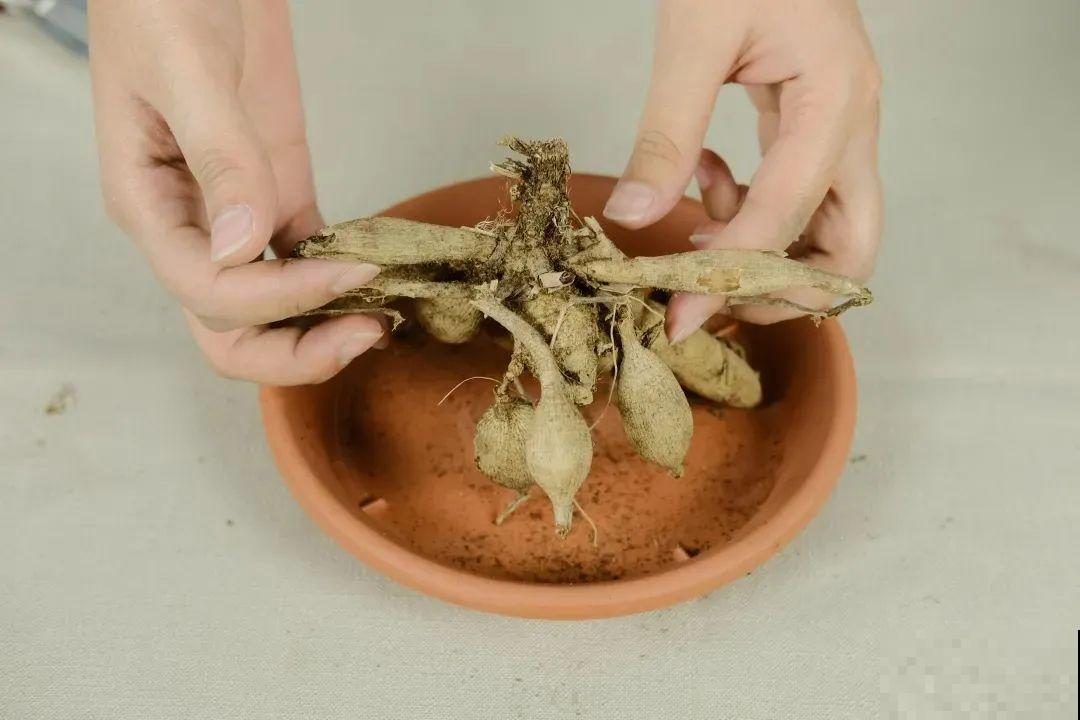 大丽花真是开花机器，连开6个月不歇气，花比脸盆还大