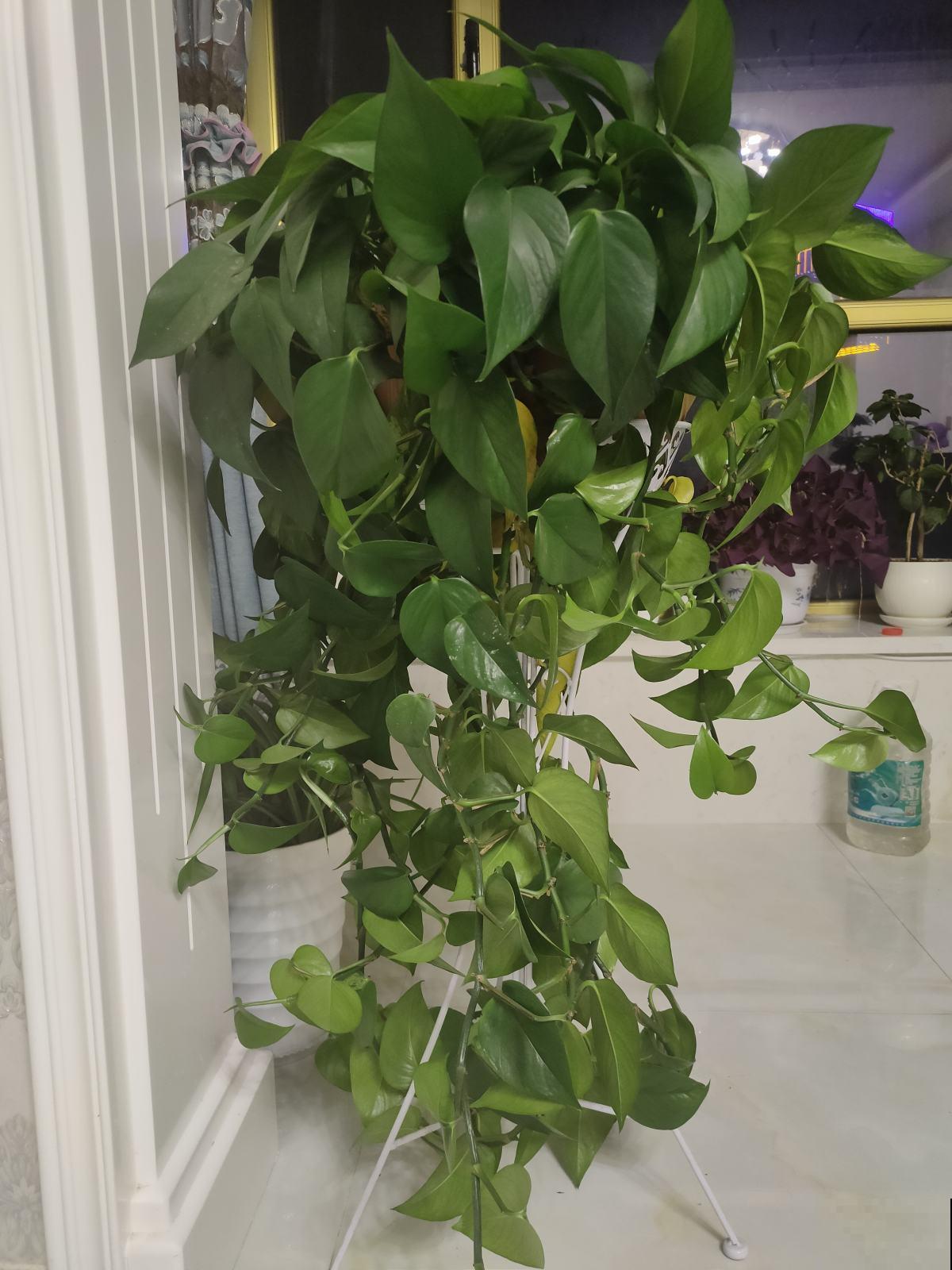 室内养花有门道,不能的随便养,不然对身体不好 室内养花有门道,不能的随便养,不然对身体不好