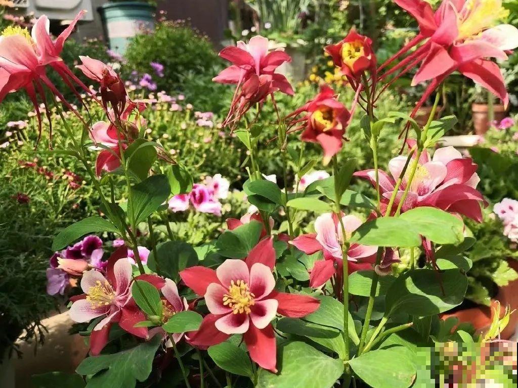 5年的花园，消失只要3天，全没了……