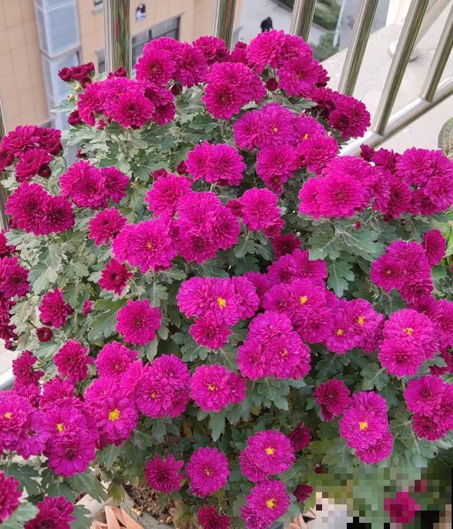 家里养盆千头菊，开花呼呼爆盆，一盆能开上百朵