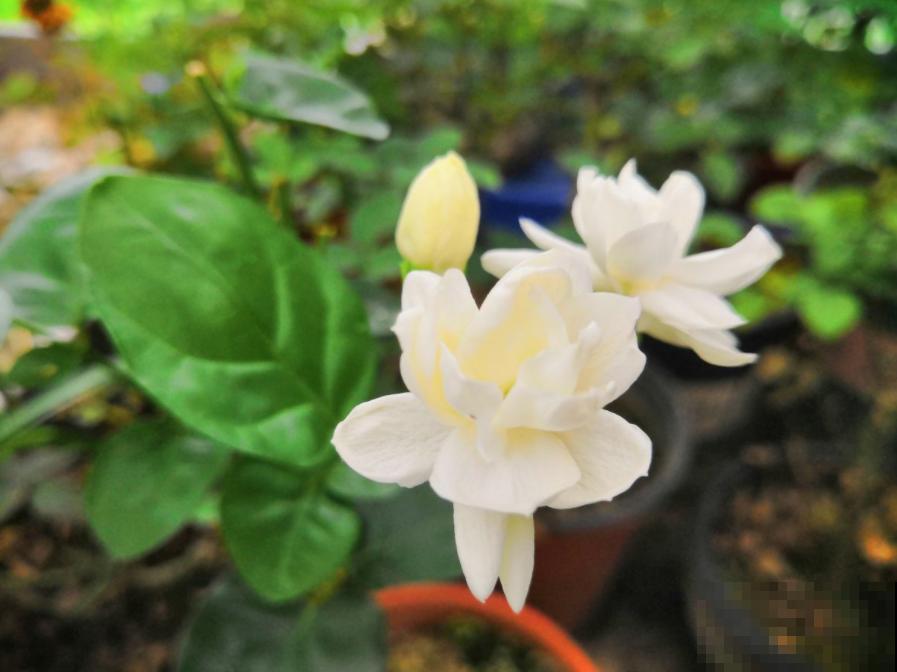 这几种花脾气差，动不动就“打架”，最后两败俱伤成笑话！