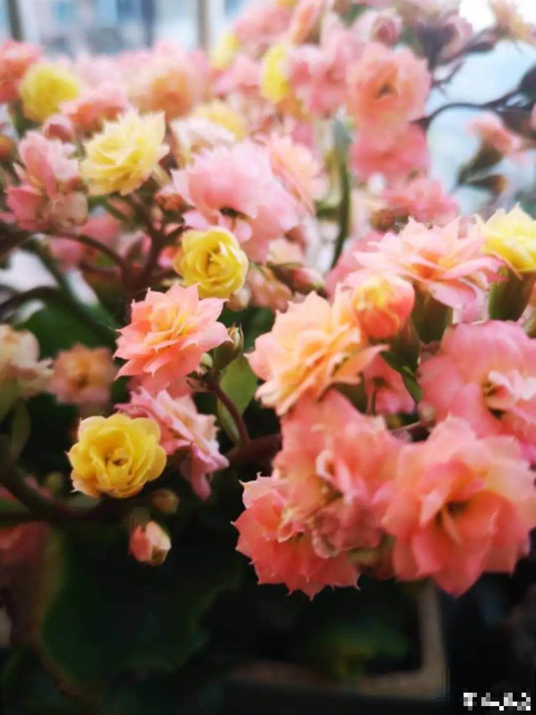 上万块的蟹爪兰，开花像烟花，养过的人不多