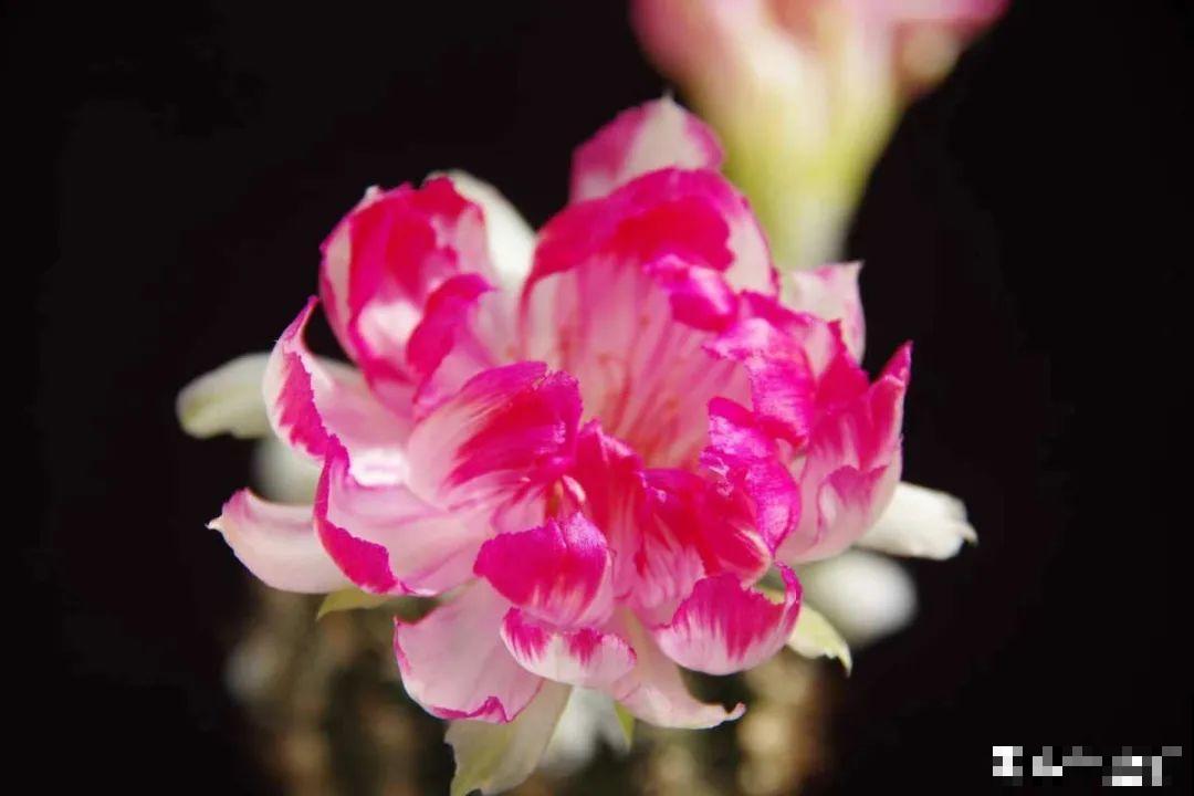 花市10块钱买的花，开花之后身价倍增，真赚了！