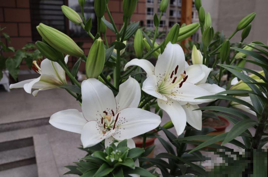 “百合”和“百合”不能混，搞错就麻烦了，品种要分清！