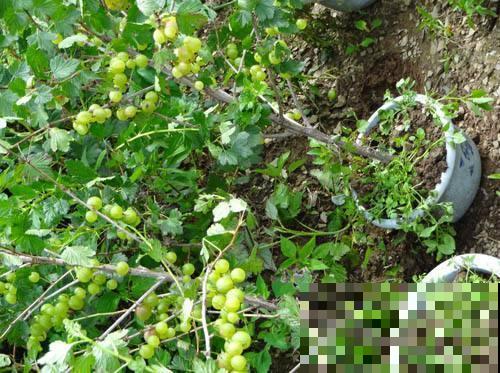 酸甜可口的灯笼果，在家种上一盆，好吃又好看！