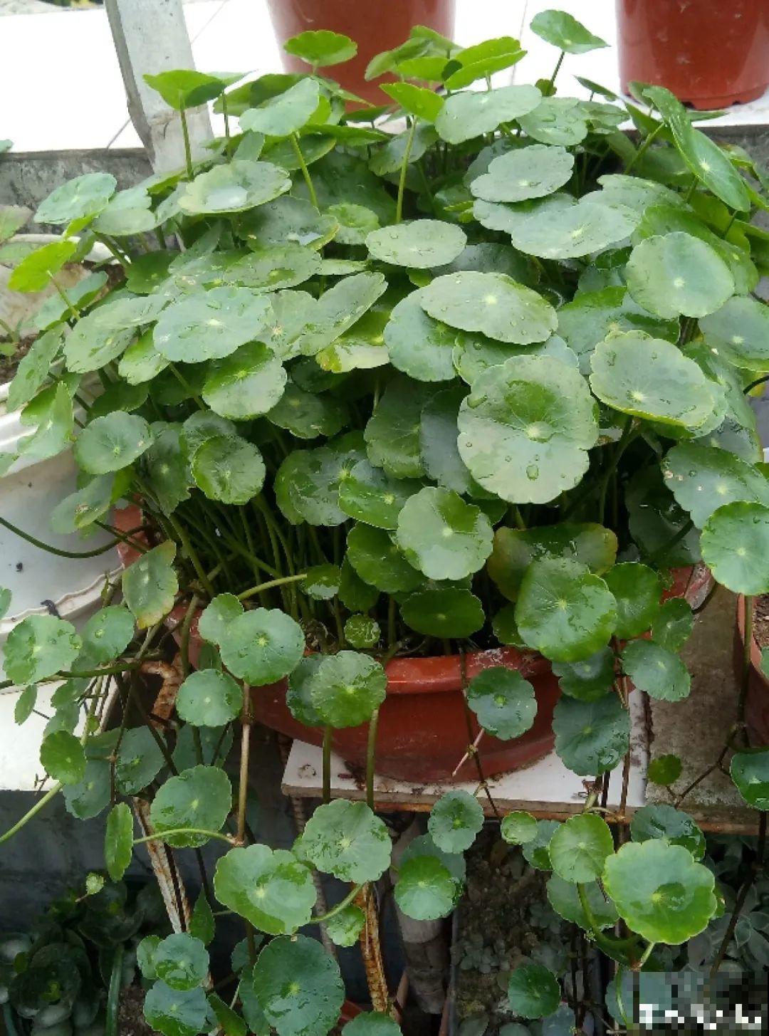 5种花就是一次性，开完花就扔，别浪费时间！