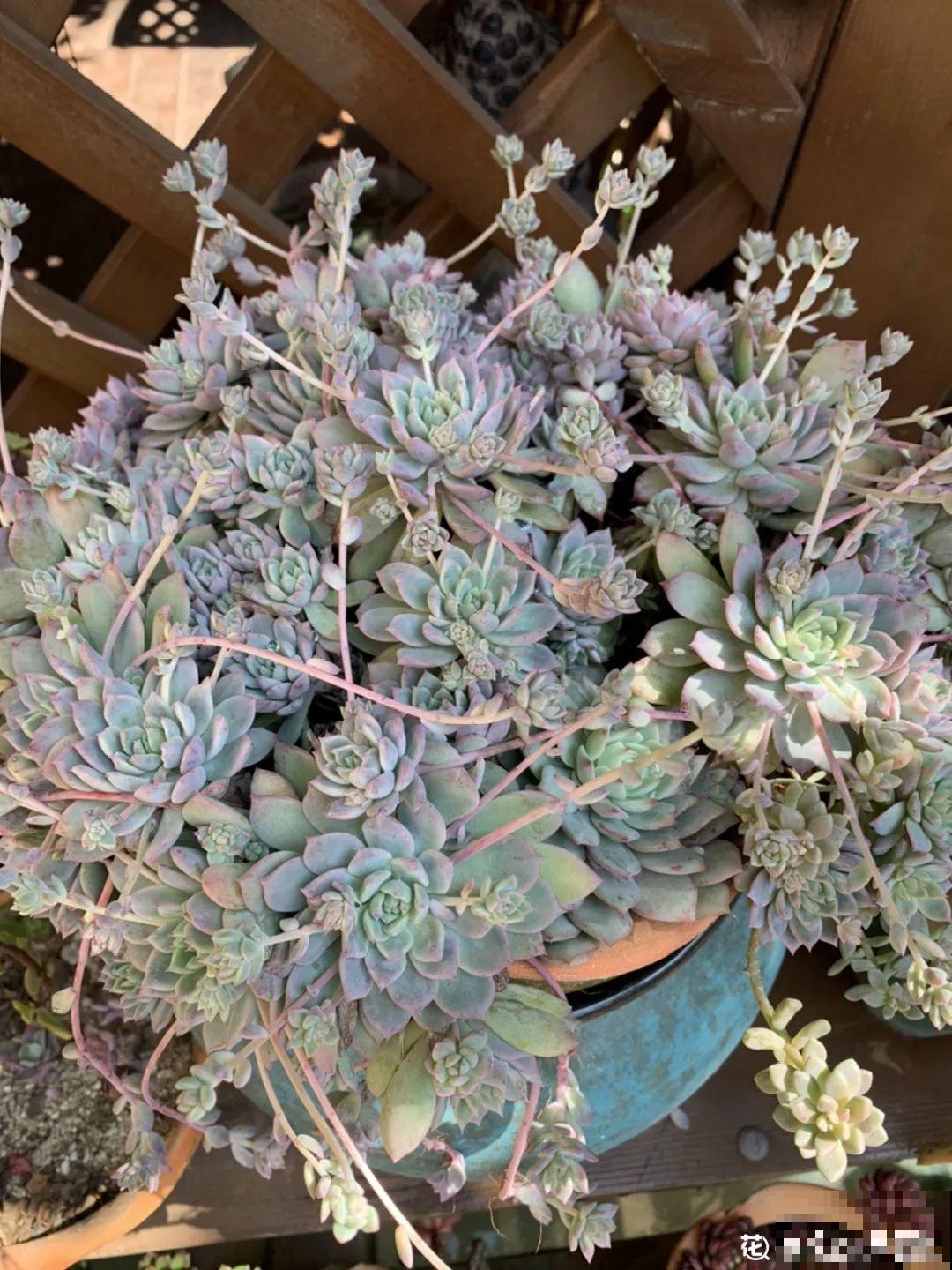 多肉老桩有多美，看着像是艺术品，造型超美