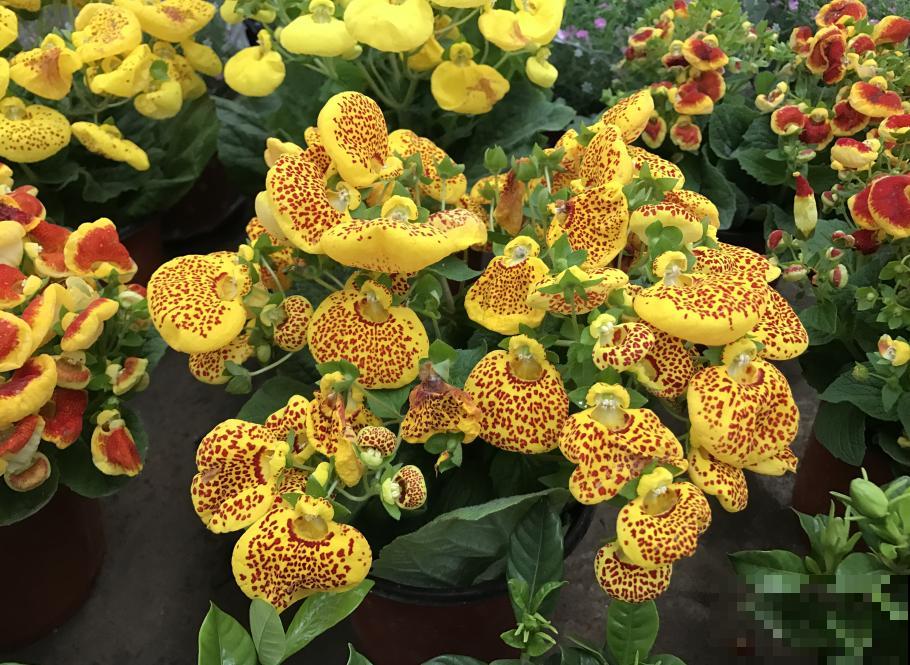 比绿萝好看的8种花，养护起来特简单，颜色还鲜艳