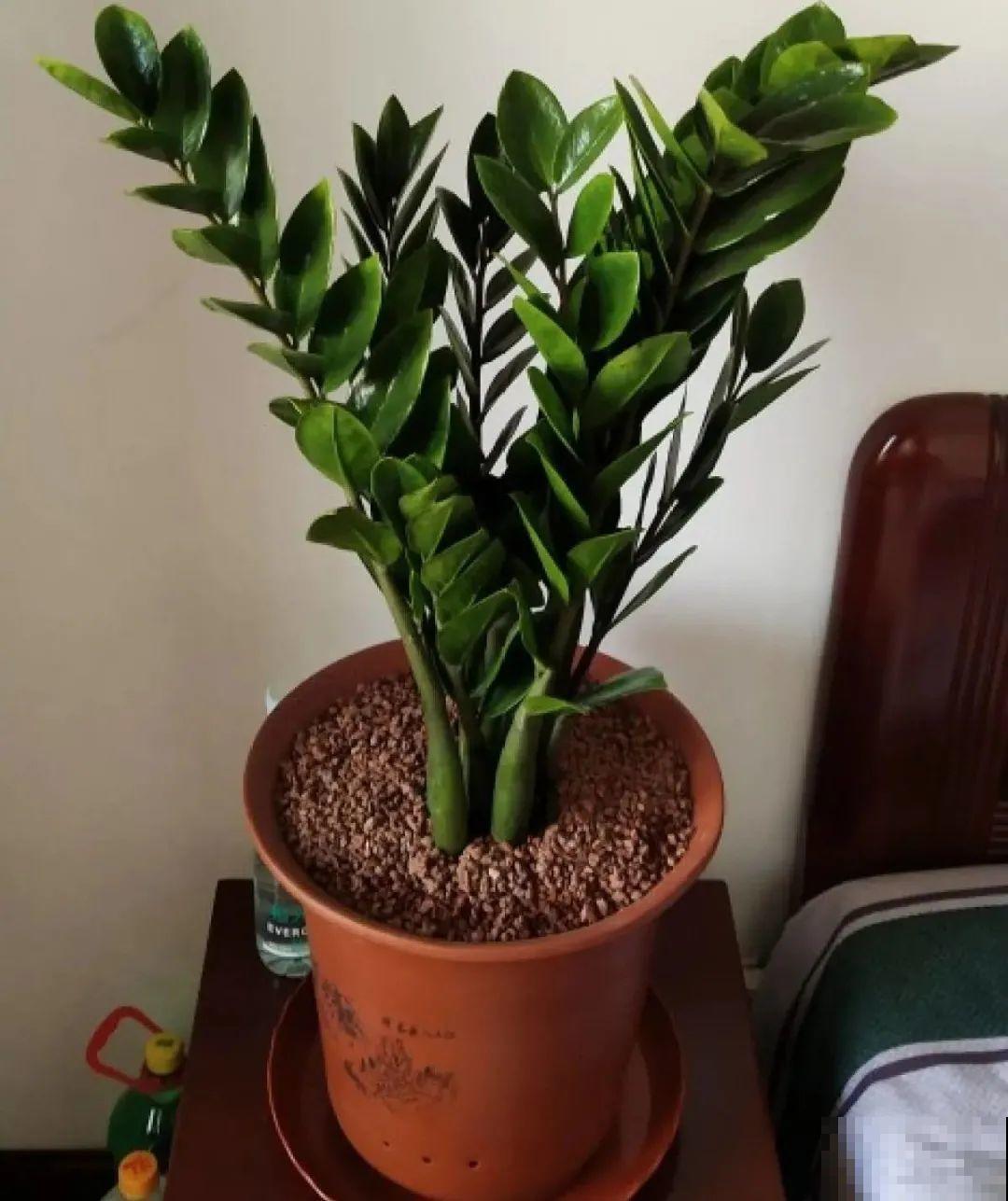 超级耐旱花，整个冬天不浇水，还能胖一圈！