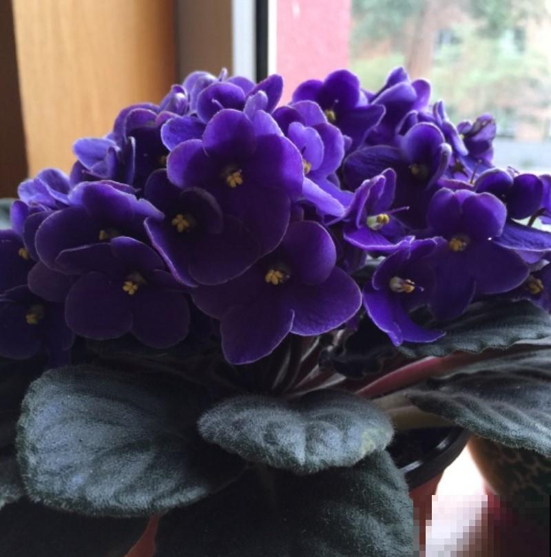 超级梦幻的紫罗兰，养护时做好这4点，才能花开不断！