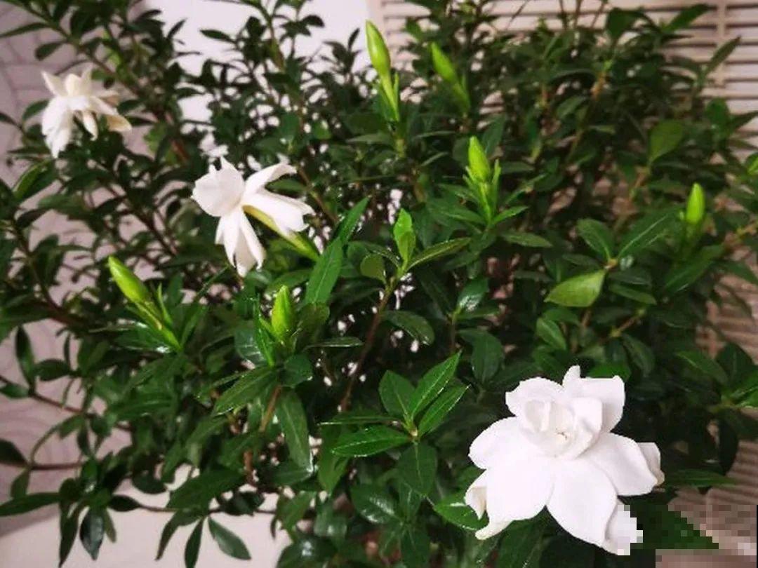 腊月养花禁忌，一定要保暖，不然花很快就死