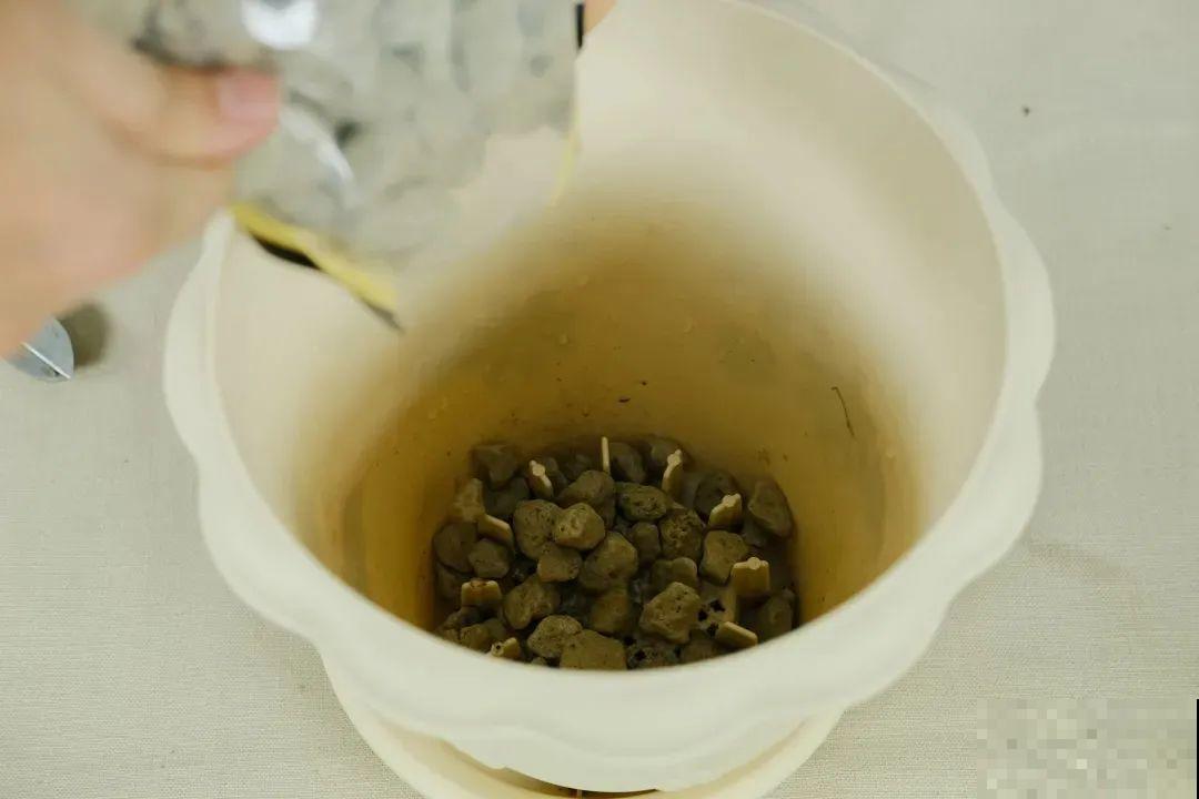 大丽花真是开花机器，连开6个月不歇气，花比脸盆还大