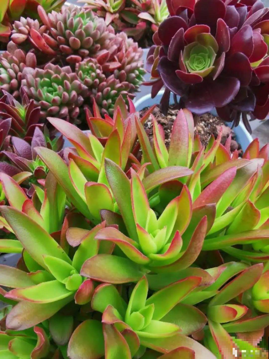 快过年了，肉崽子们都红火起来，陪我一起过节！