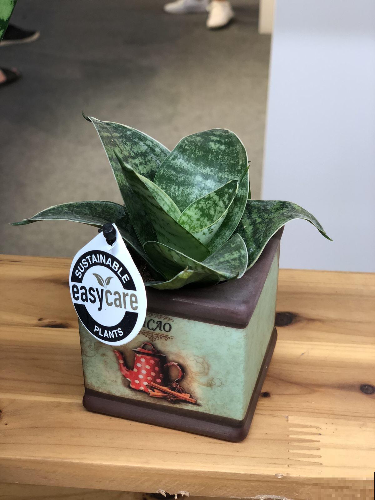 不会养虎皮兰？看看这4点，越长越茂密！