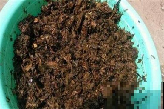 熬中药剩下的药渣，养花有奇效，倒掉太可惜了！
