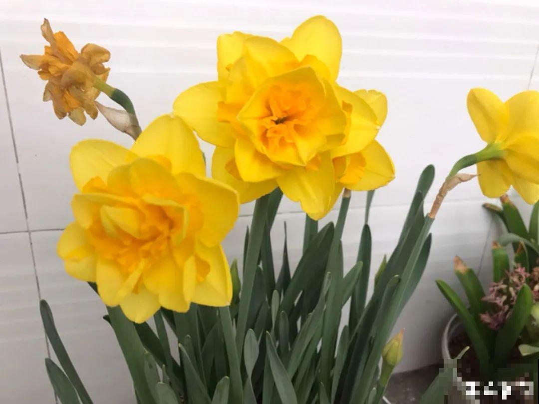 零下20℃，冻不死的花，不用搬进屋！