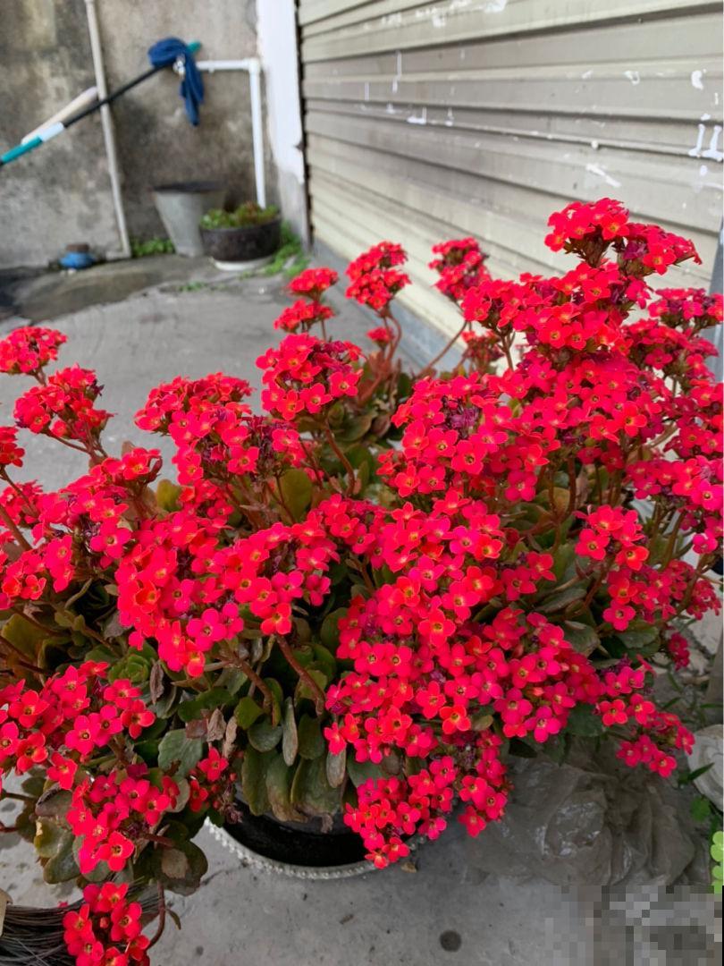 2月底该修剪了，剪得越“狠”植物越旺盛，爆芽更多