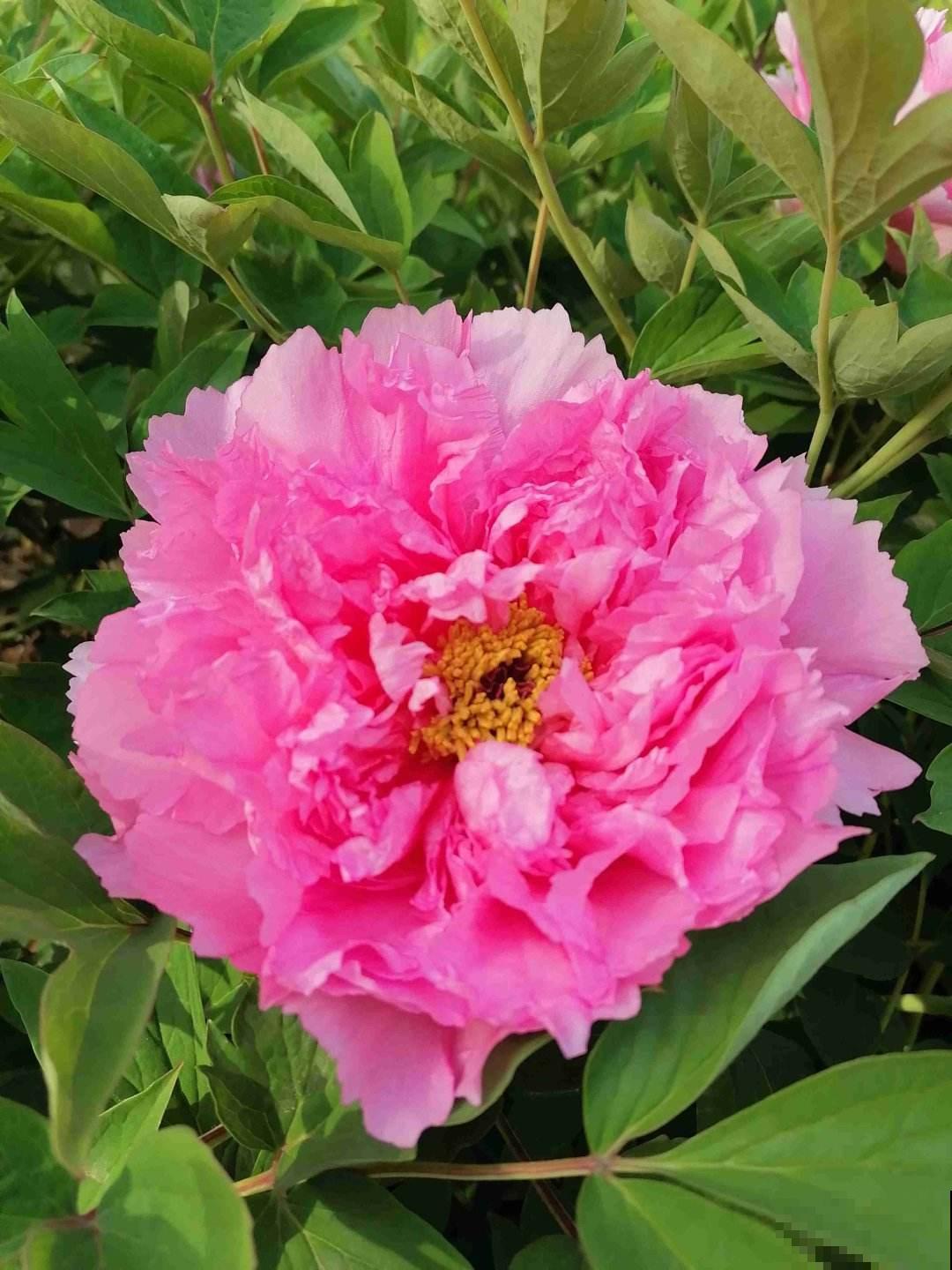 一盆君子兰，居然能卖10万块，真值钱！