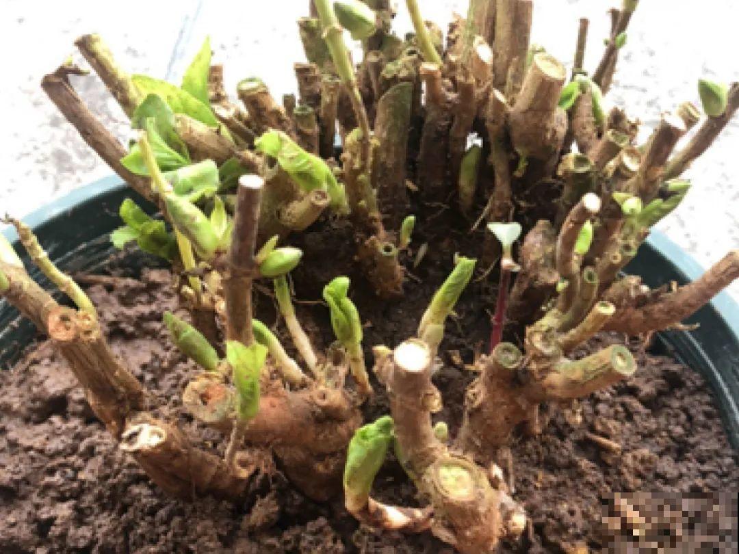 10年的绣球大老桩，九块钱也别买，难开花还浪费感情